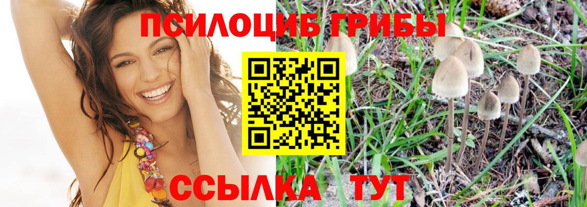 Псилоцибиновые грибы Psilocybe Жуковский