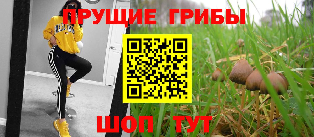 Жуковский  Галлюциногенные грибы Psilocybine cubensis  Вход с VPN 